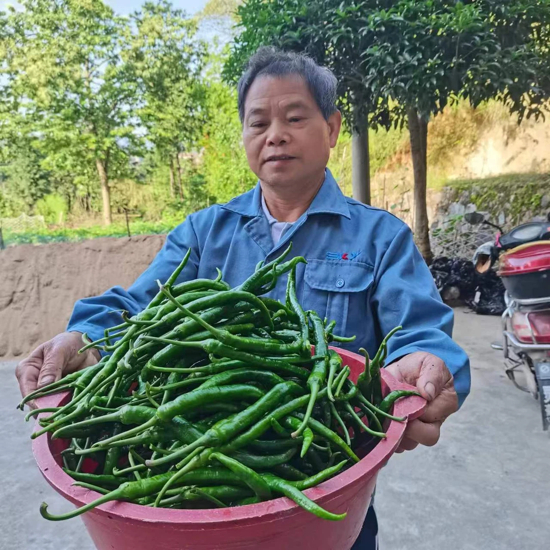 湖南辣椒农家自种小规模青辣椒二荆条香辣现摘现发