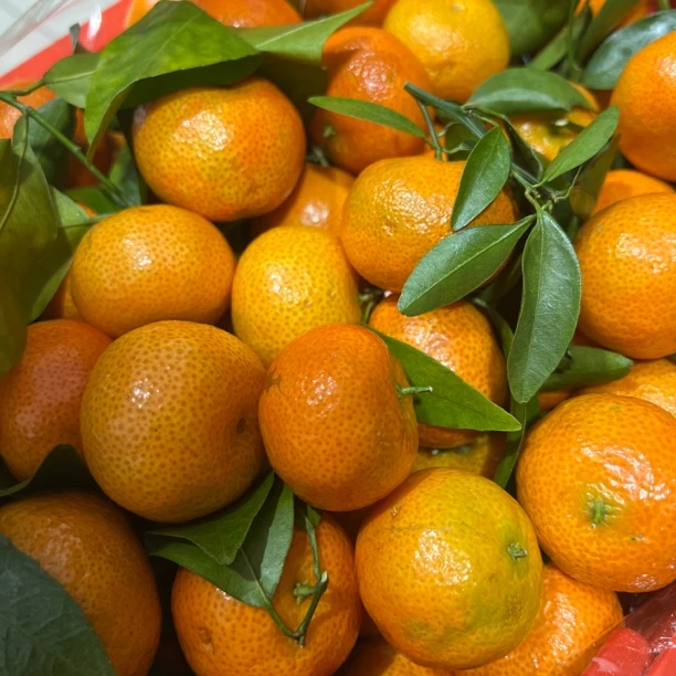 【正宗沙糖桔】广西沙糖桔（筐/带筐8-9斤）中果个别小点