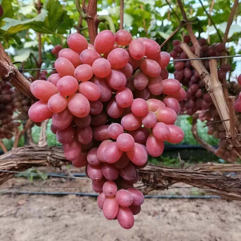 【克伦生葡萄】新鲜葡萄（净果4斤）1-3串