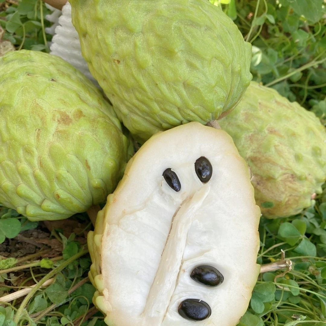 【释迦果】牛奶释迦果（箱/带箱4-4.5斤）整箱5-6颗装