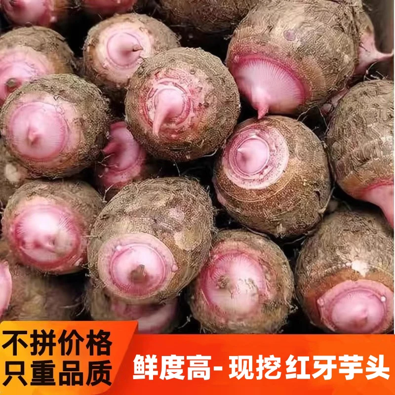 广西红芽芋现挖粉糯香甜新鲜小香芋小芋头毛芋农家当季芋饱满