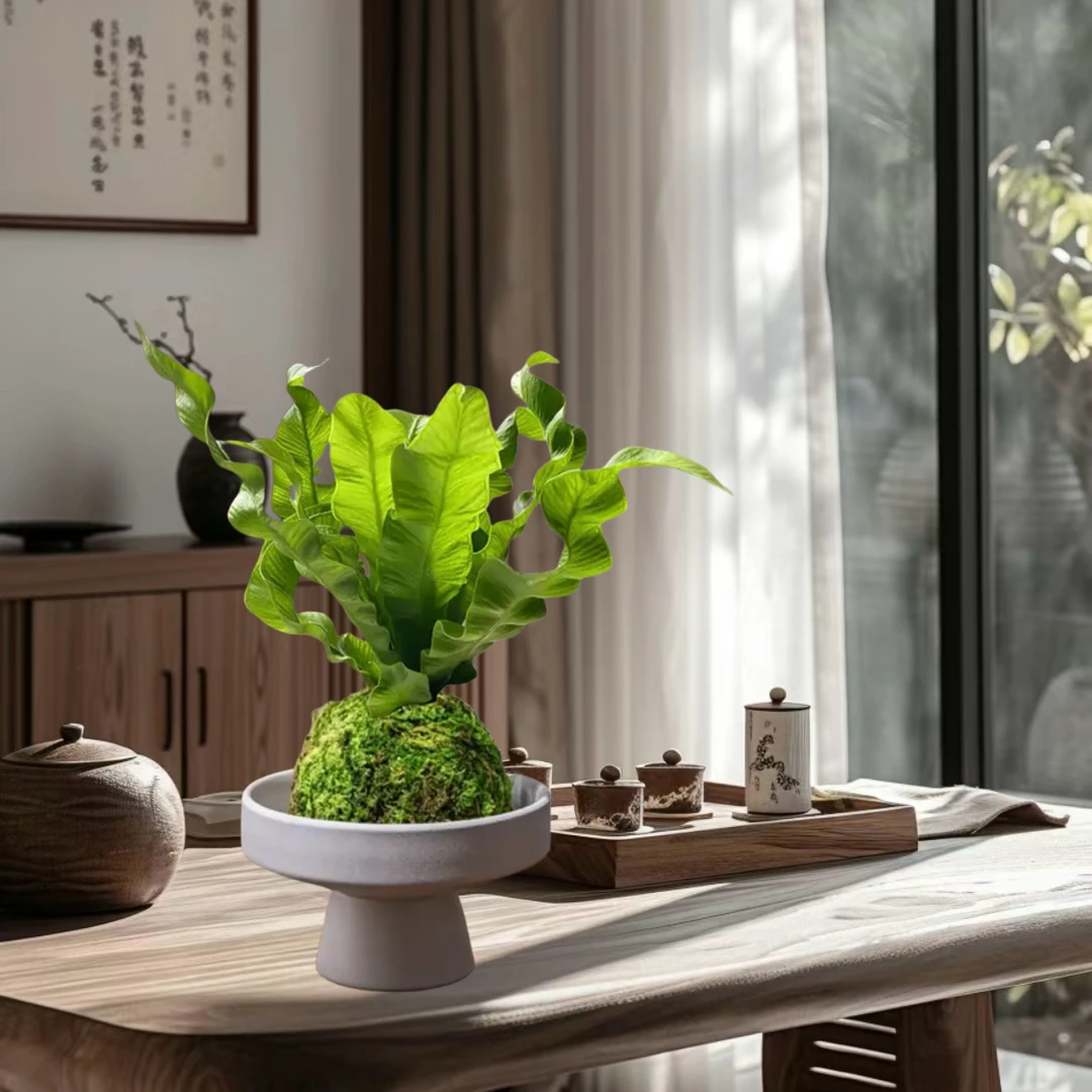 拾花阁｜火焰鸟巢蕨苔藓球卷叶办公室内喜阴绿植盆栽防辐射净化