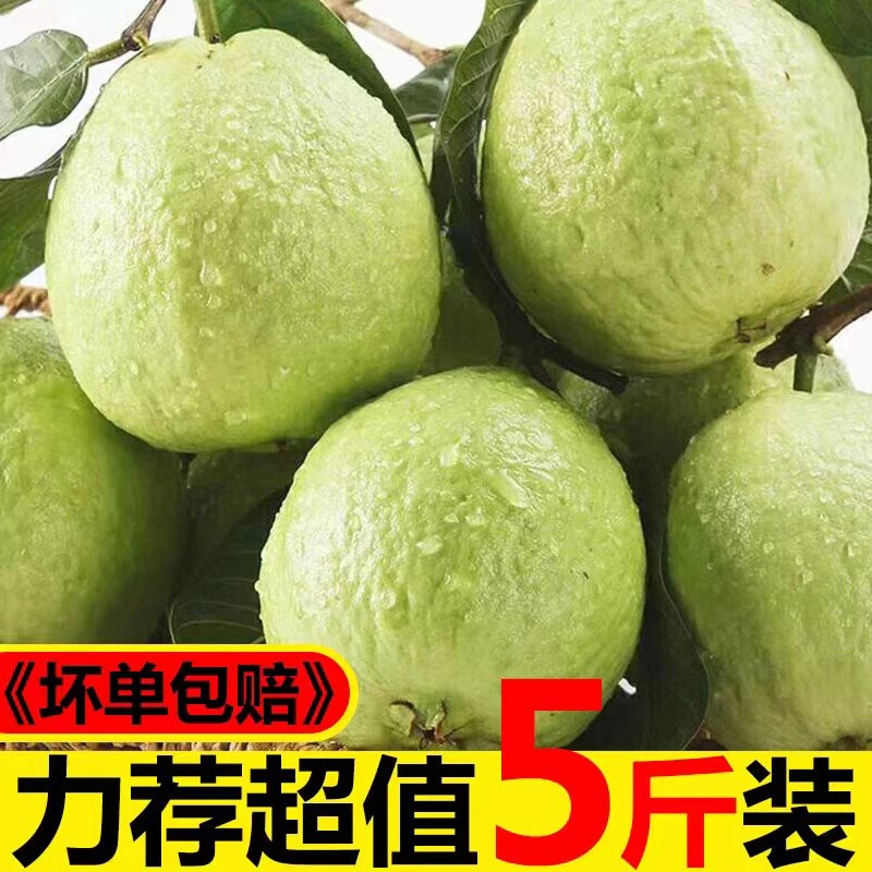 产地广西现摘白心芭乐口感清甜种植番石榴新鲜珍珠芭乐孕妇果