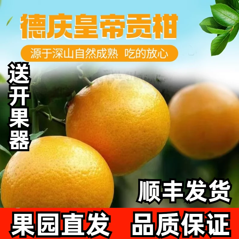 正宗德庆皇帝柑贡柑皇妃贡柑当季新鲜水果皮薄爽口顺丰发货