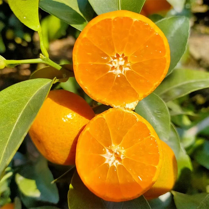 【发顺丰】正宗广西砂糖橘新鲜水果香甜橘皮薄沙糖桔5斤9斤清甜多汁