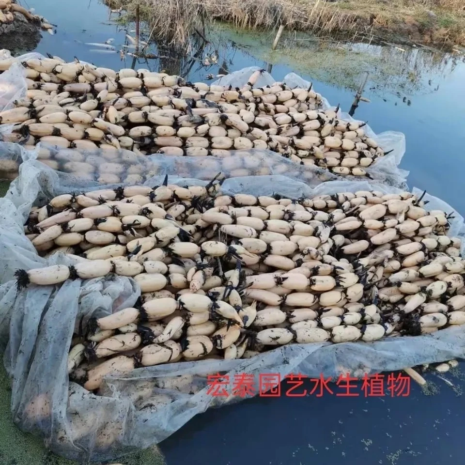 浅水藕种根莲藕种藕深水藕种 高产食用莲藕种苗 藕带苗藕苗白莲藕