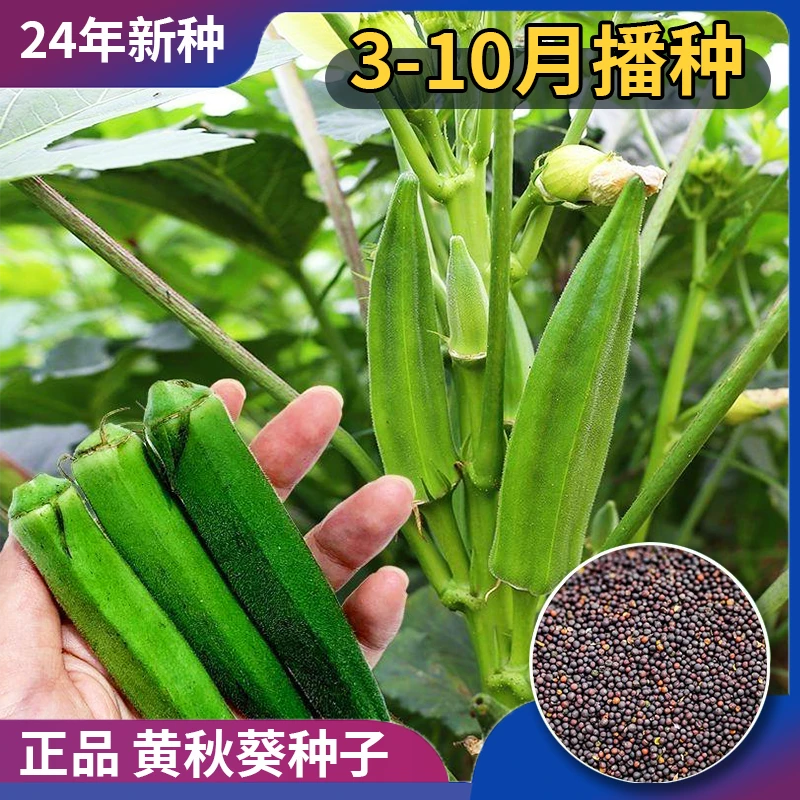正宗黄秋葵种子小院庭院简单种植高产耐热多茬采收优质蔬菜种子新