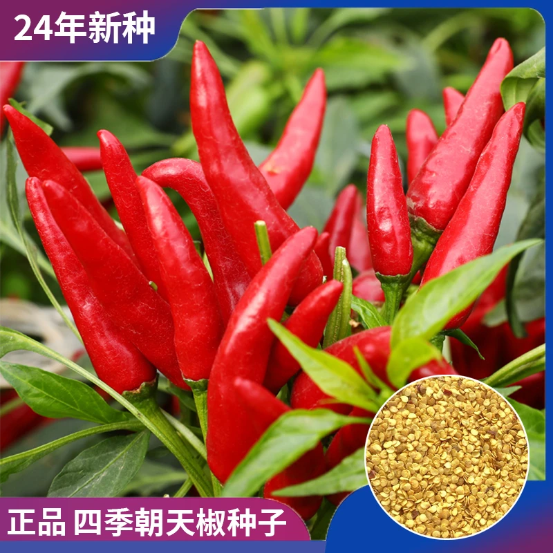 正宗朝天椒种子优质高产抗病家里小院庭院种植多茬采收产量高早熟