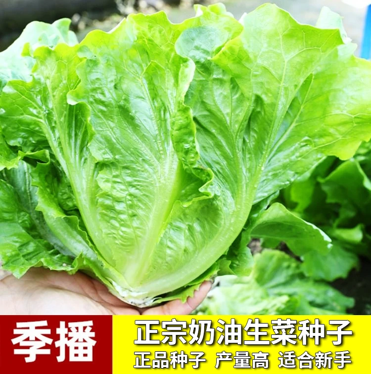 四季奶油生菜种子正宗产量高优质早熟高产阳台庭院新蔬菜种子正品
