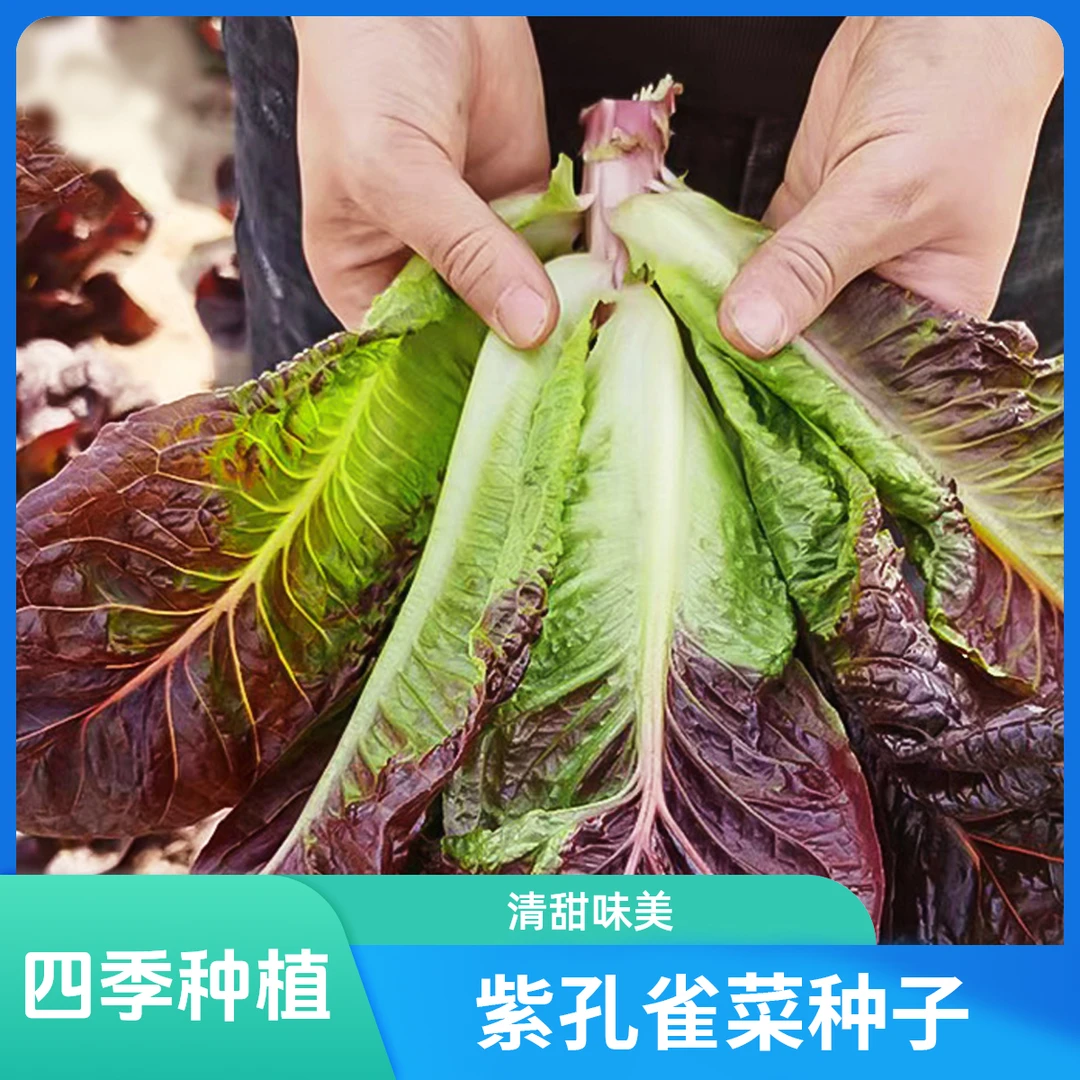正宗紫孔雀菜种子新手产量高优质蔬菜种子阳台四季庭院种植新品种