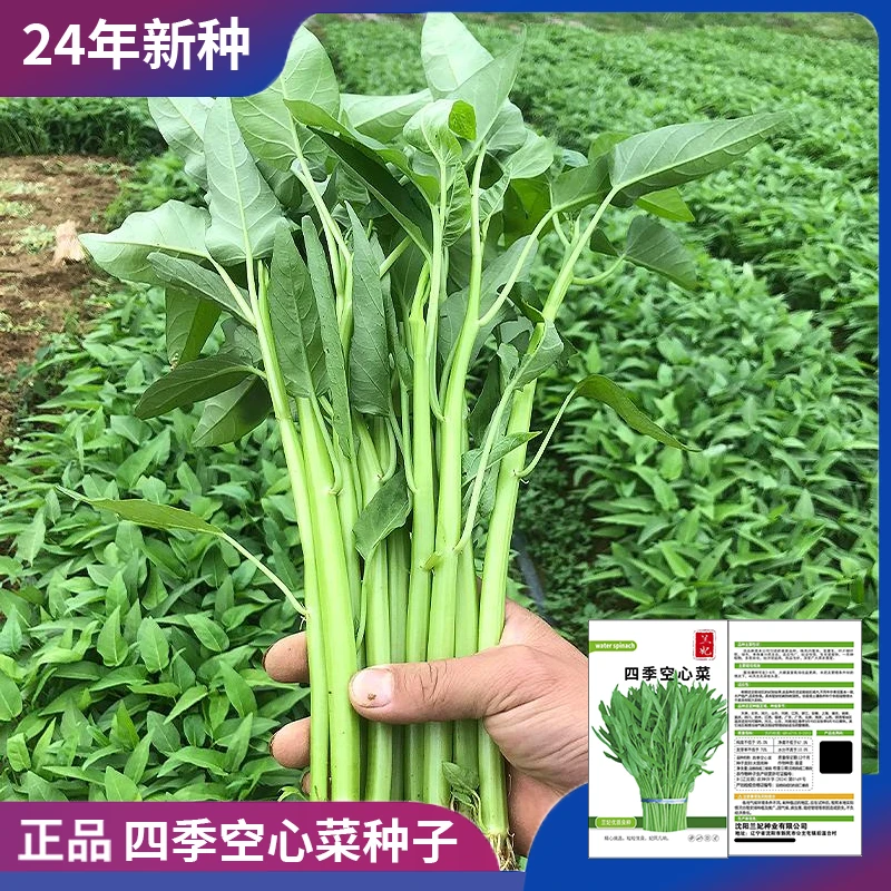 正宗四季空心菜种子优质产量高家里阳台庭院懒人简单种植多茬采收