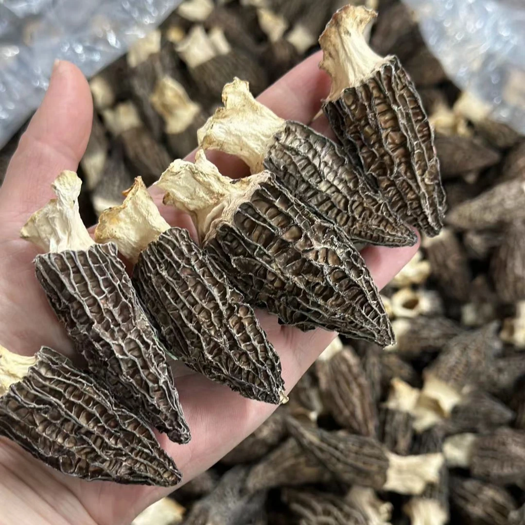 头茬羊肚菌厚实大个 云南高山 脆嫩肥厚 菌香浓郁 煲汤菌菇羊肚菌