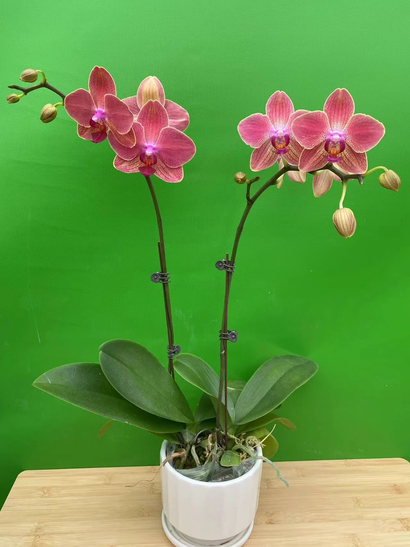 蝴蝶兰（路易）一颗包邮 福利款 室内花花 佛山基地直发