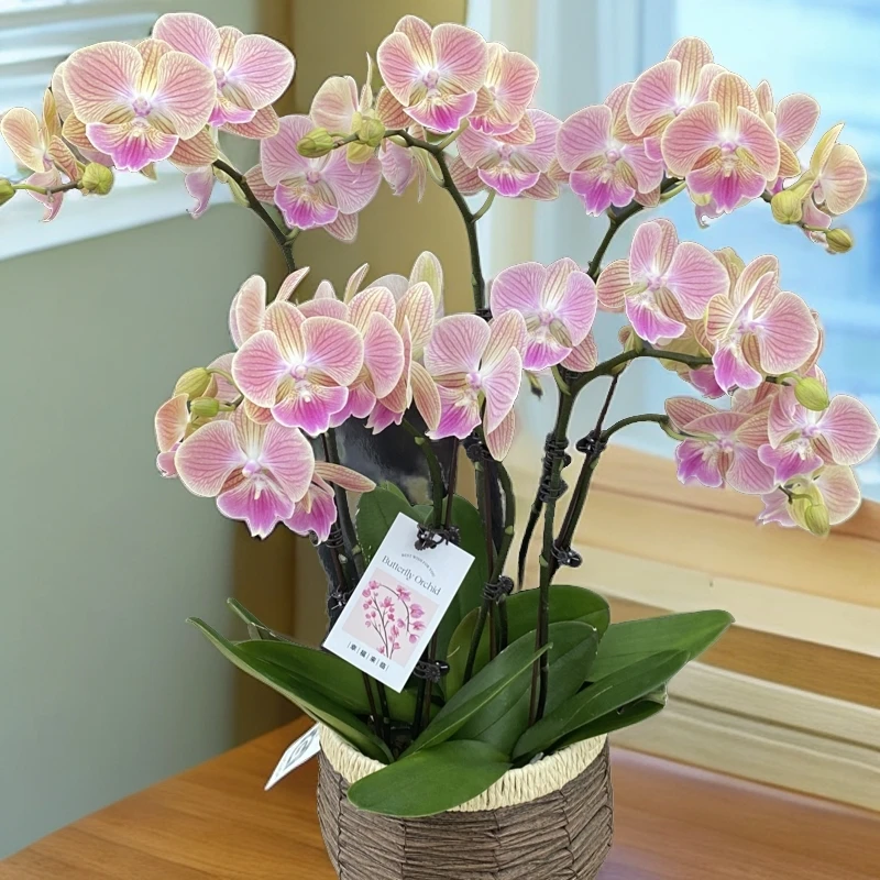 蝴蝶兰【优雅】鲜花盆栽 室内花花 好养易活 佛山基地直发
