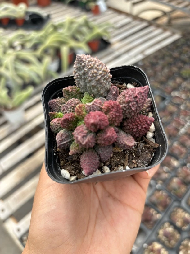 朱子玉水泡脱土脱盆发货