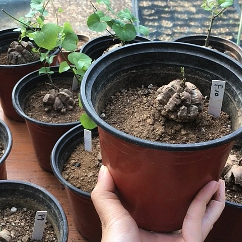 F10南非龟甲龙块根