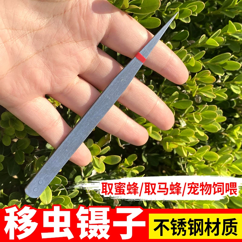 直头镊子不锈钢镊子养蜂移虫镊子不锈钢指钳养蜂镊子蜜蜂蜂王镊子