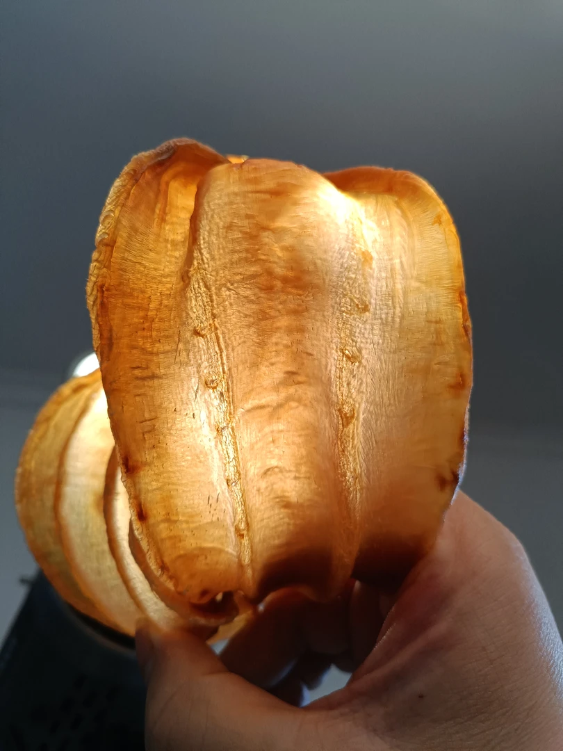 土鳘公/母~【东君-迩】