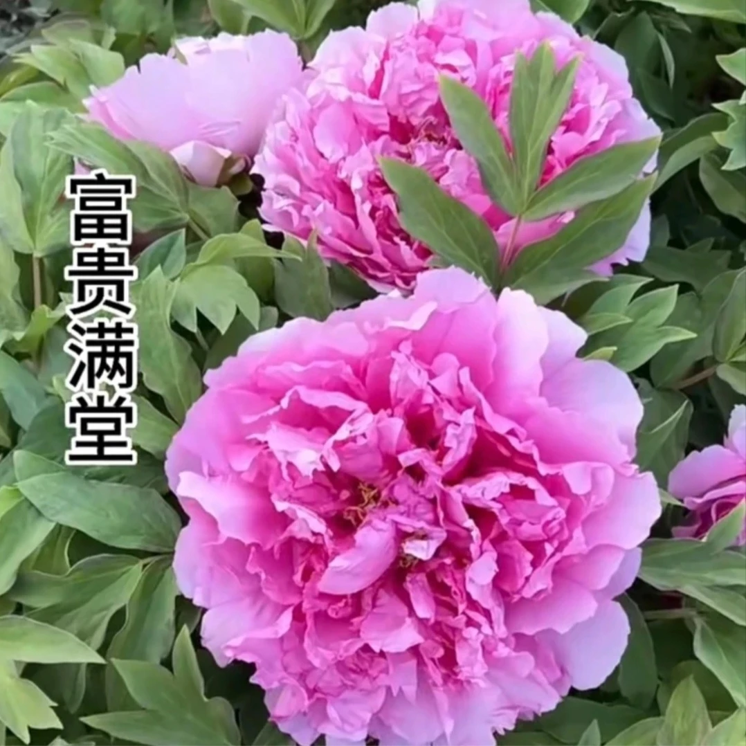(富贵满堂牡丹) 粉蓝色牡丹 裸根重瓣观赏牡丹花苗 庭院阳台种植