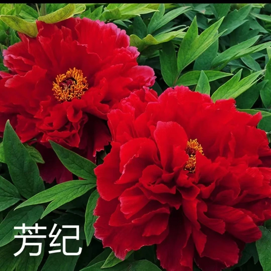 【芳纪】红色系 精品观赏牡丹花苗洛阳观赏牡丹盆栽牡丹 重瓣大花