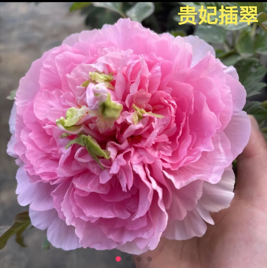 贵妃插翠  粉色系国内精品观赏牡丹花苗 裸根苗秋季庭院阳台种植