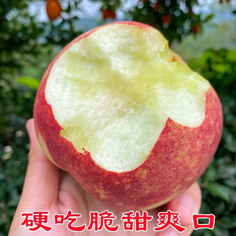 【秋天甜蜜】山东金秋红蜜桃 脆桃 脆甜香
