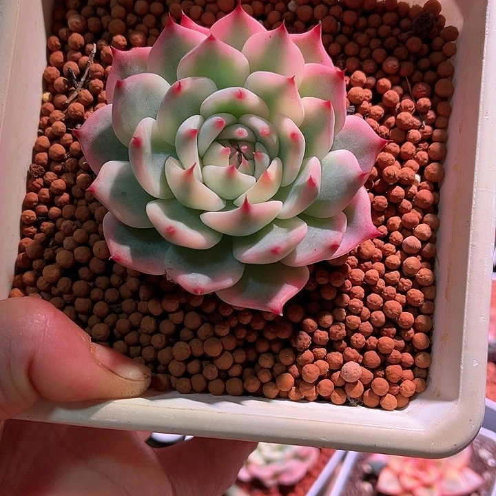 ❤****鸾吉娃娃锦多肉多肉