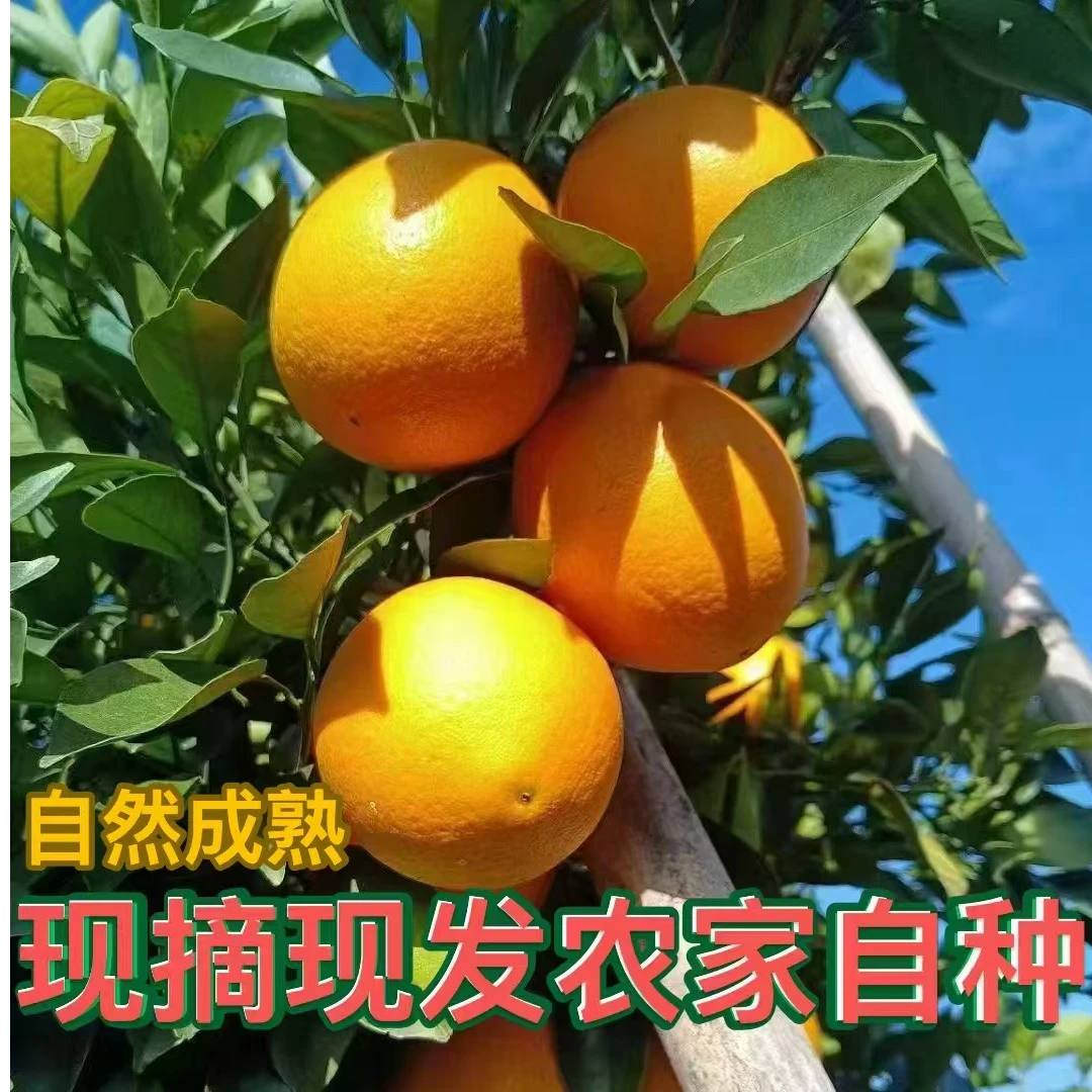 粤北高山果冻橙原生态清甜脐橙手剥橙新鲜天然孕妇水果农家自种