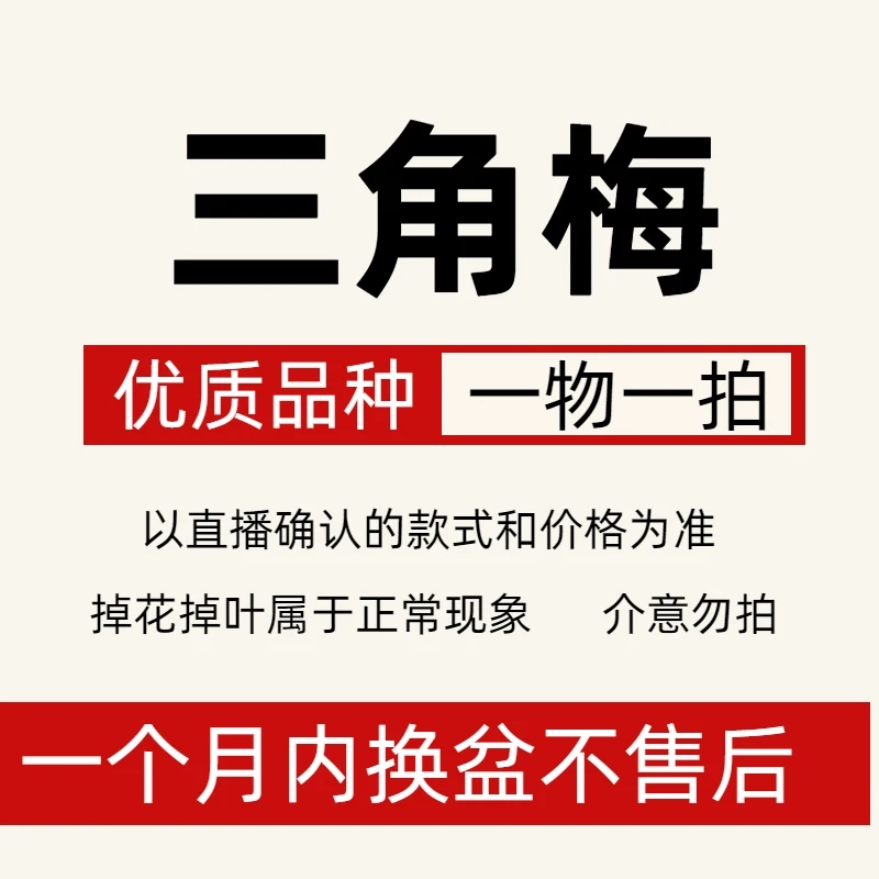 【宠粉福利】勤花好养适合新手四季开花非常好看白冰