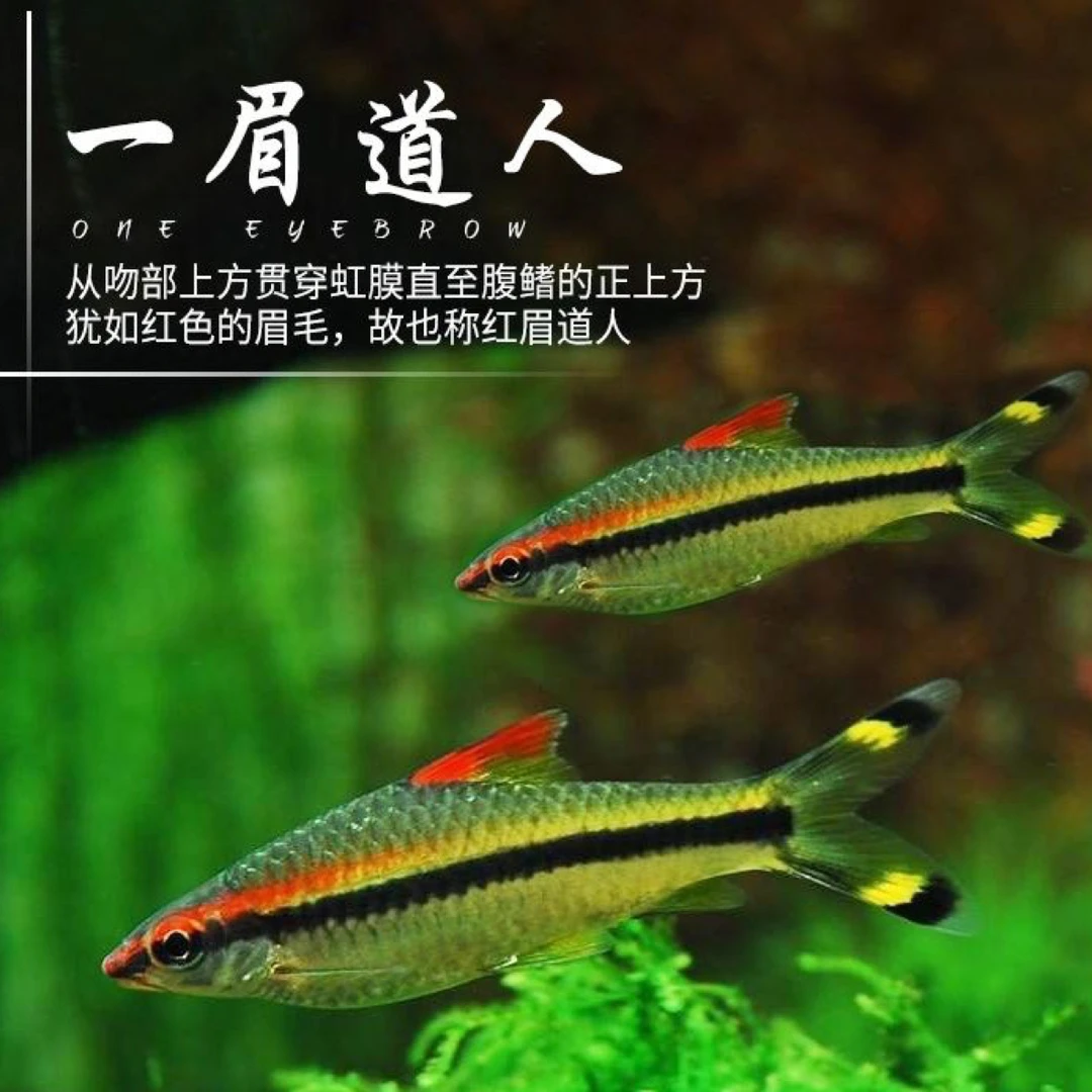 一眉道人鱼 南美鱼 群游可混养 10条，包邮
