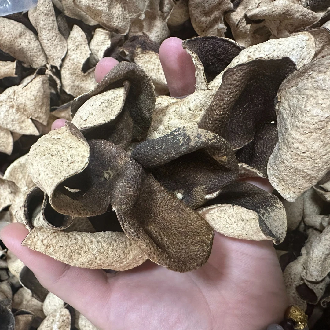 2016天马二红圈枝老皮