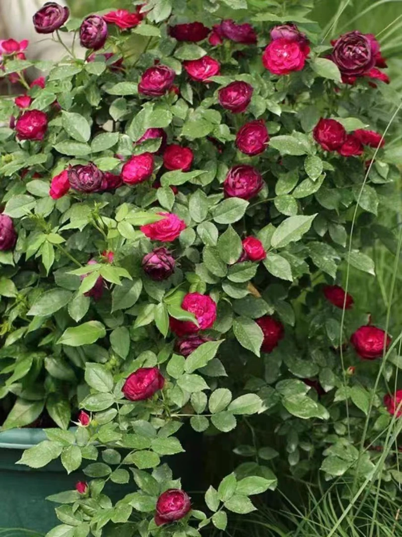 雀之舞 藤本月季 爬藤蔷薇月季花苗