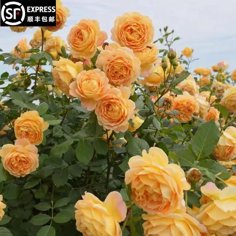 黄金庆典藤本月季花 多季节开花