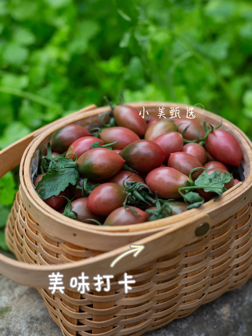 福建露天种植小番茄圣女果紫弹头西红柿水果自然脆皮酸甜好吃采摘