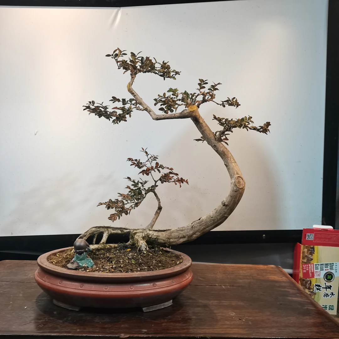 原生态湖北恩施白皮瓜子黄杨精品盆景