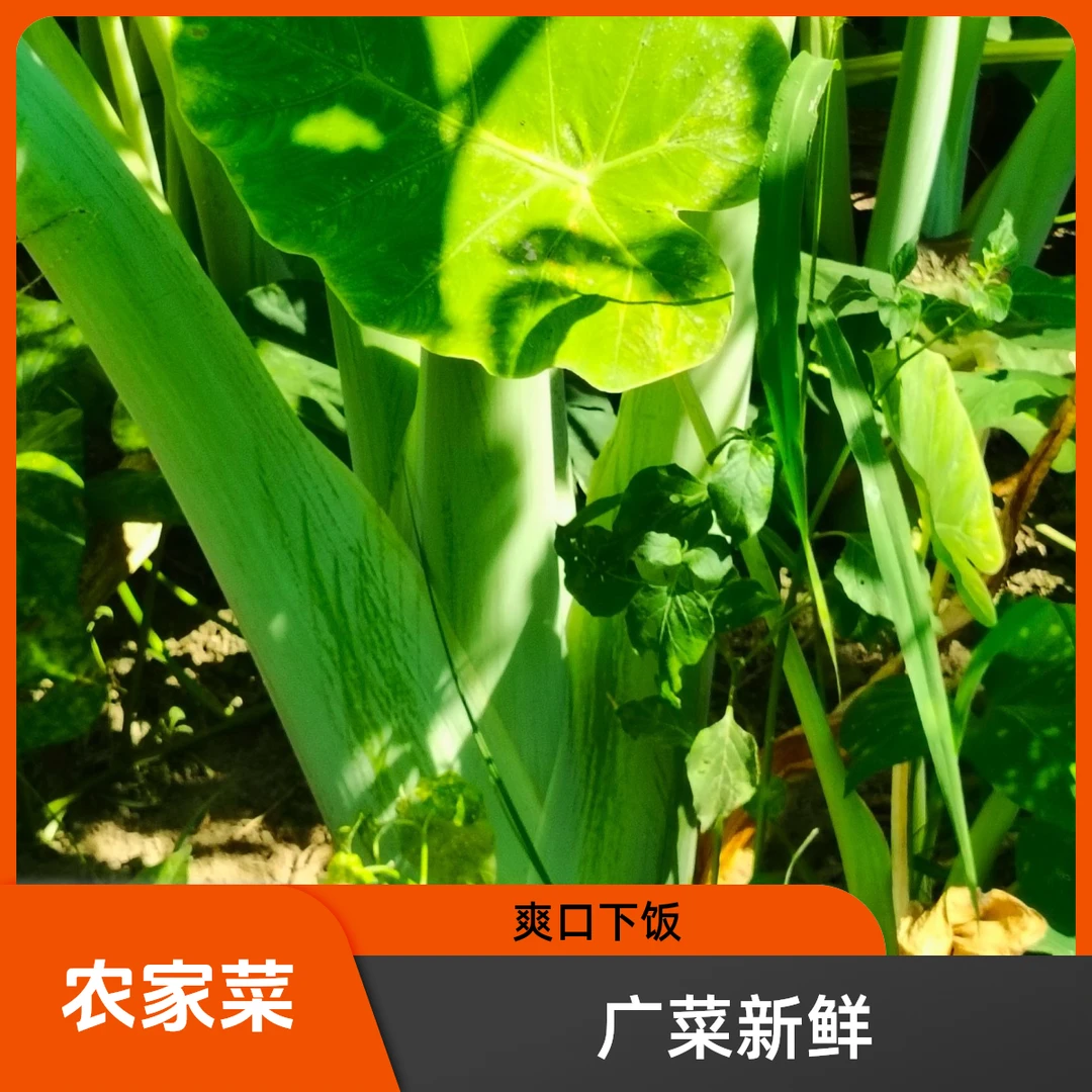 广菜新鲜白广荷炒鸭配菜湖南怀化现摘现发3斤5斤农家菜爽口下饭菜