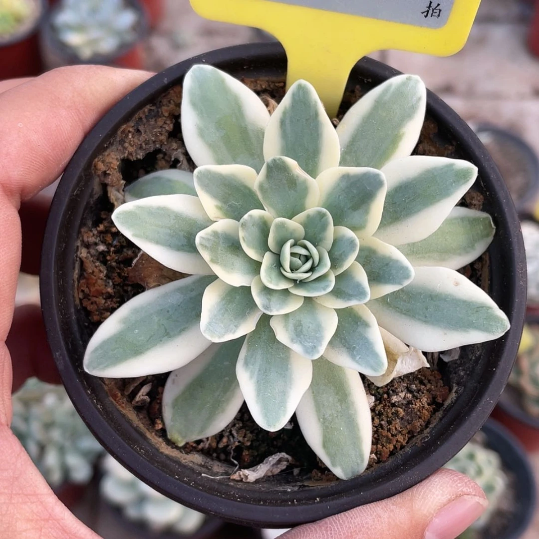 【闪购商品】哈***31341号