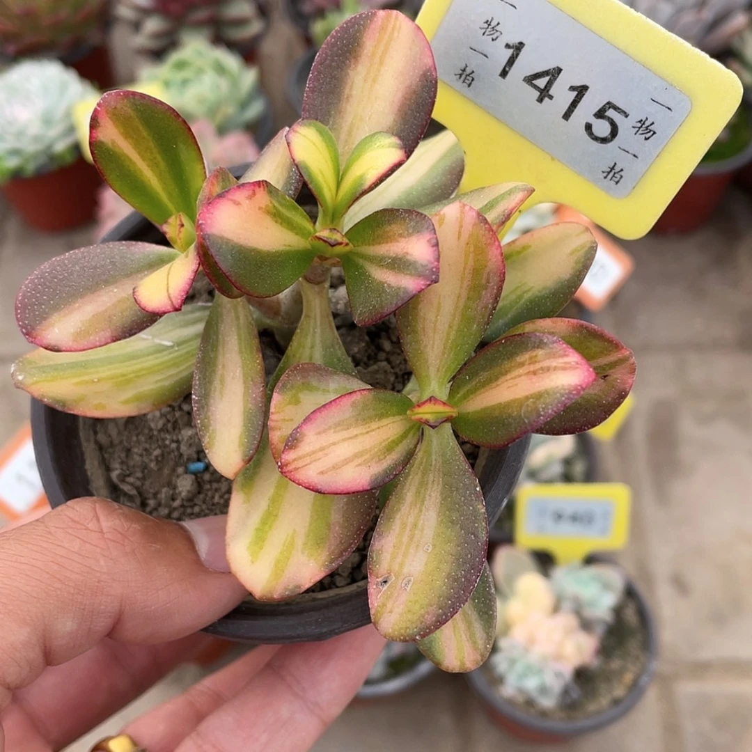 【闪购商品】1415号