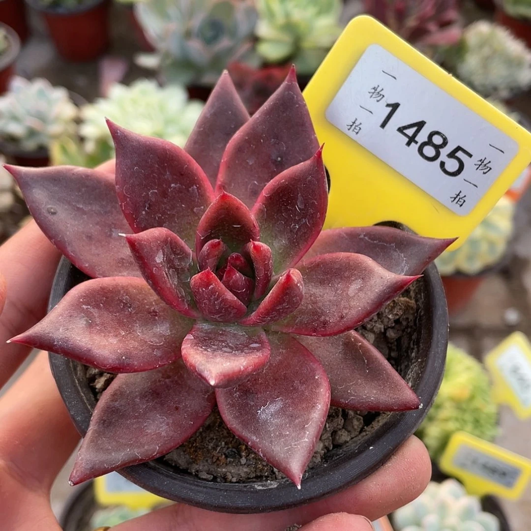 【闪购商品】1485号