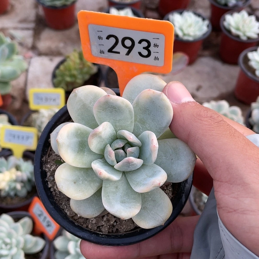 【闪购商品】?*偏293号