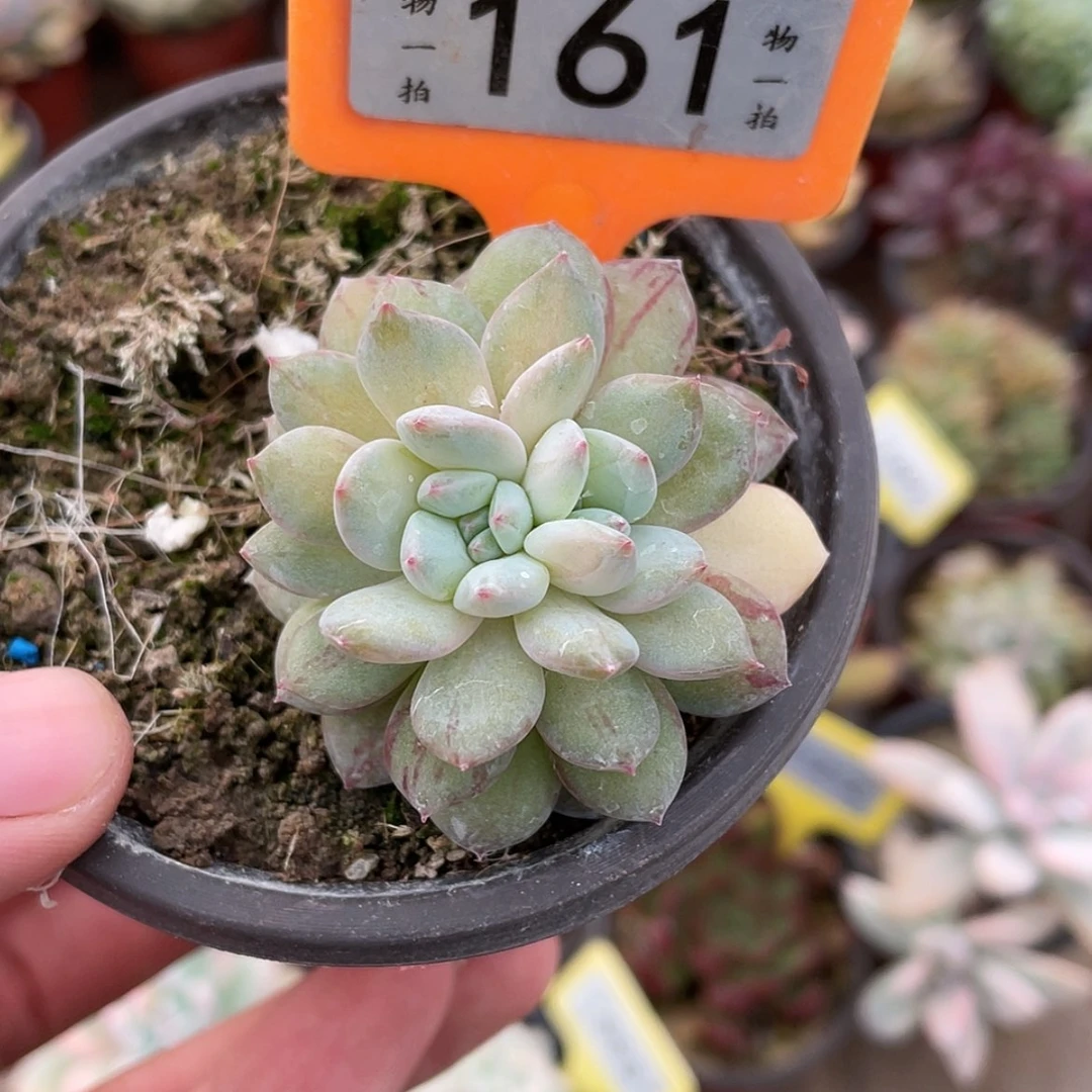 【闪购商品】161号