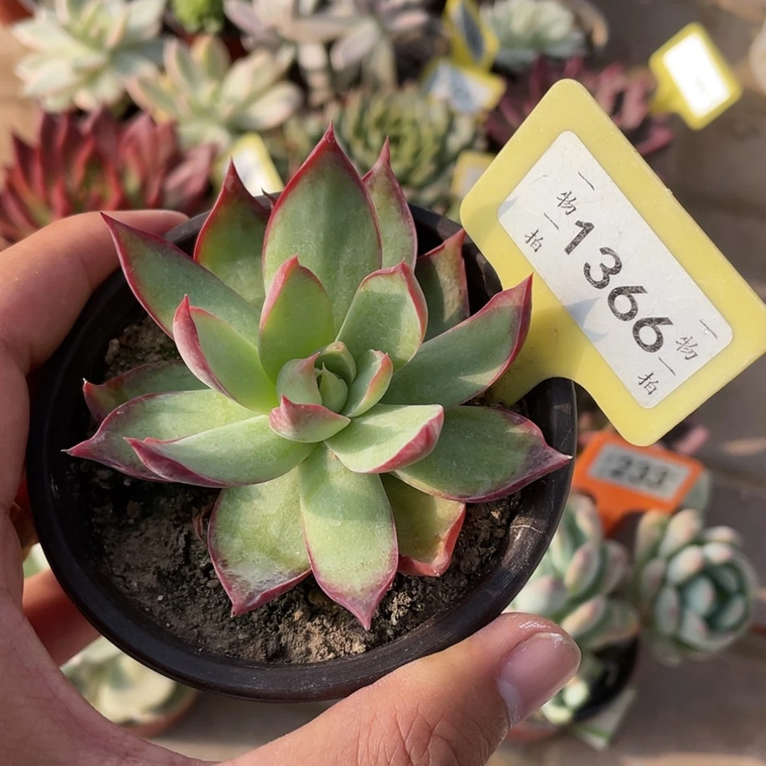 【闪购商品】1366号