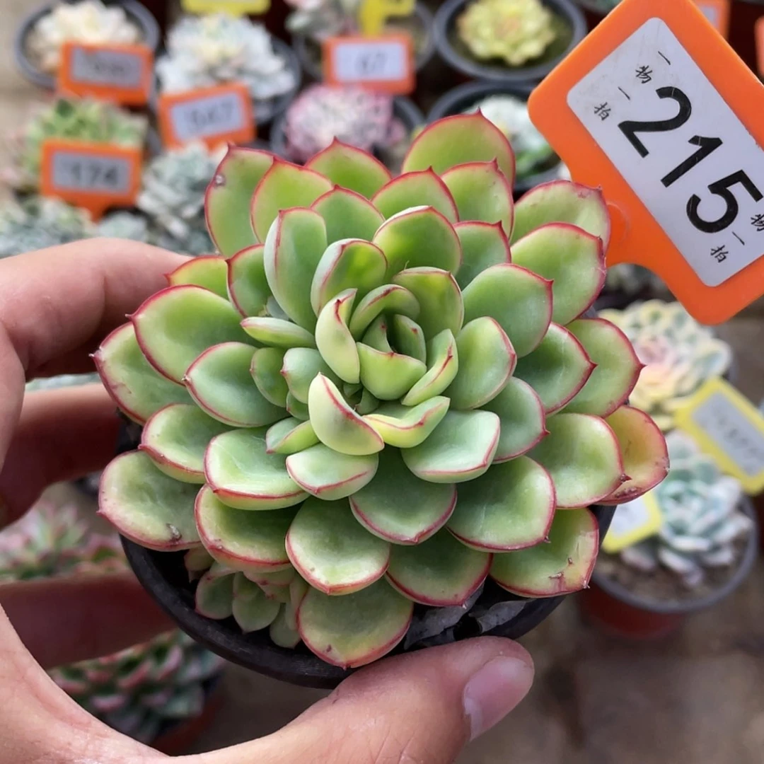 【闪购商品】215号