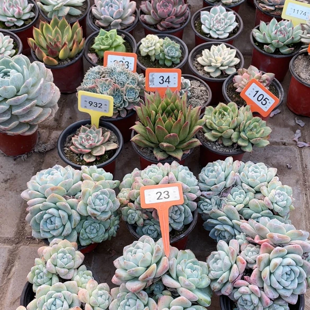 【闪购商品】梓****莹23号一组六颗