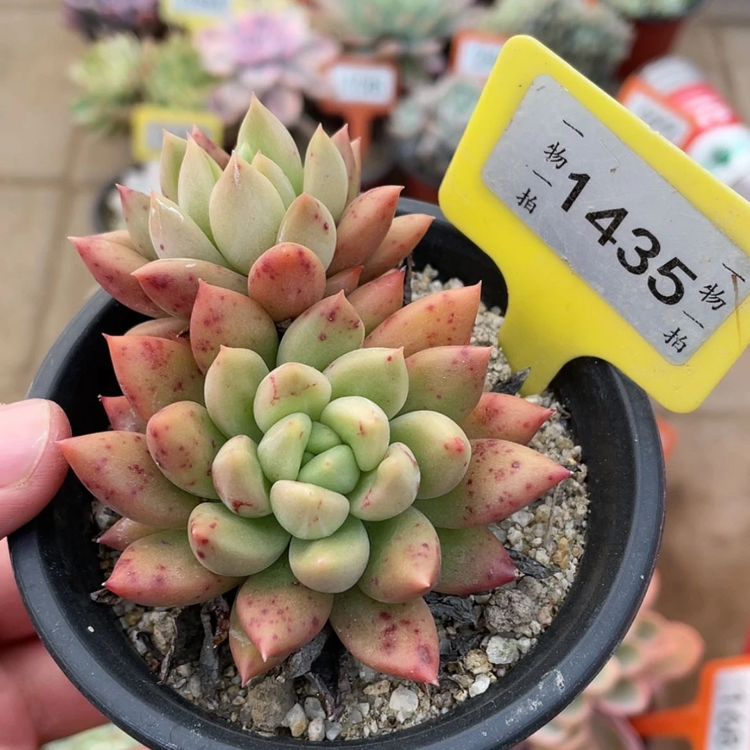 【闪购商品】1435号