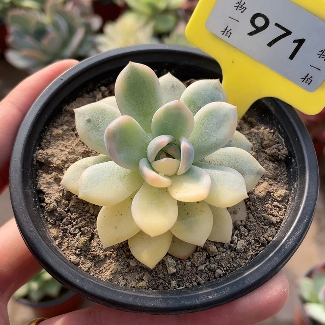 【闪购商品】971号