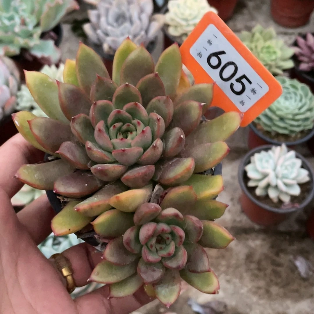 【闪购商品】空*哇605号