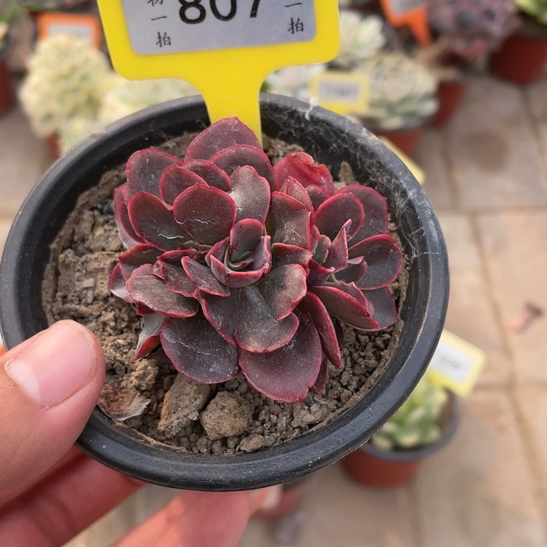 【闪购商品】807血莲小缀