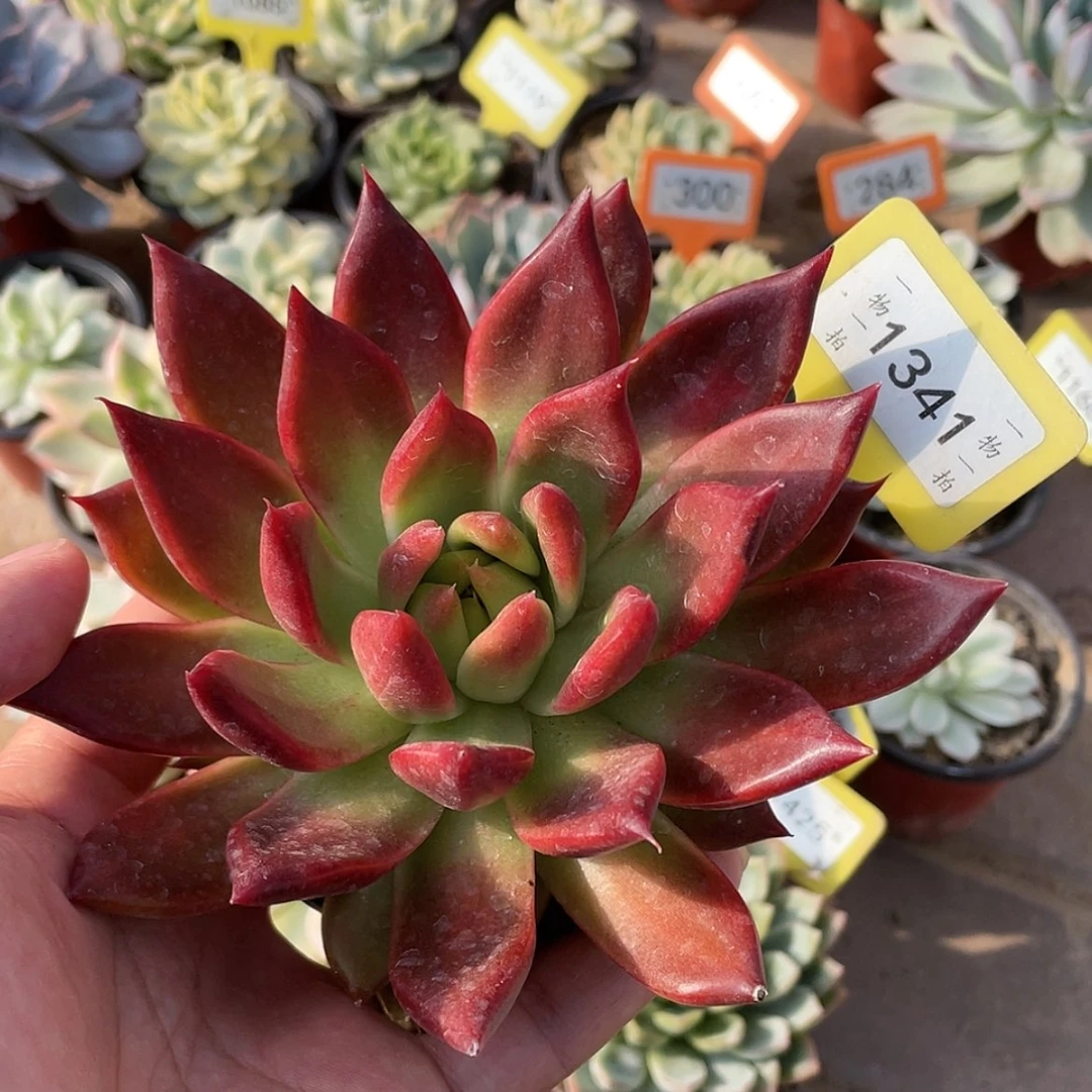 【闪购商品】1341号