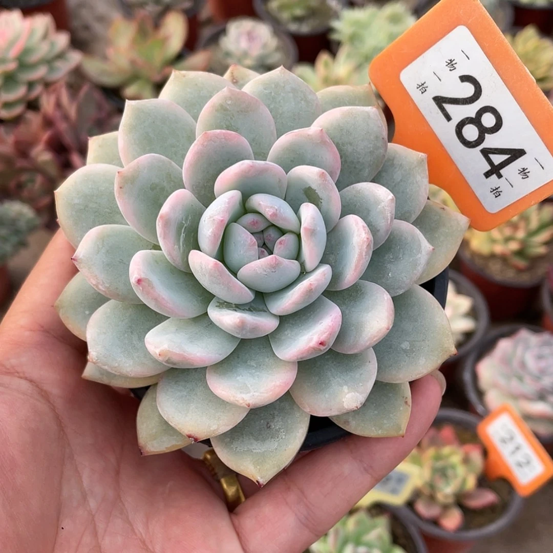 【闪购商品】284梦露锦